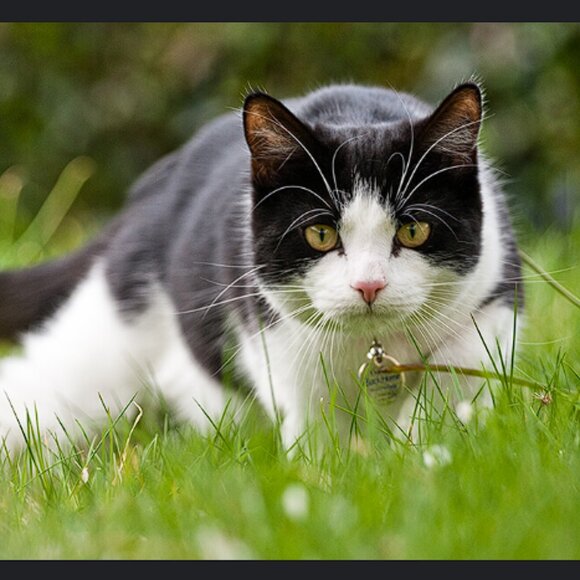 Pepe Foundation - Show 8 - 10/30/2025 - Picture 2 of 7